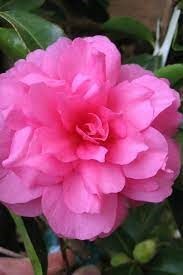 Camellia hiemalis ‘Chansonette’